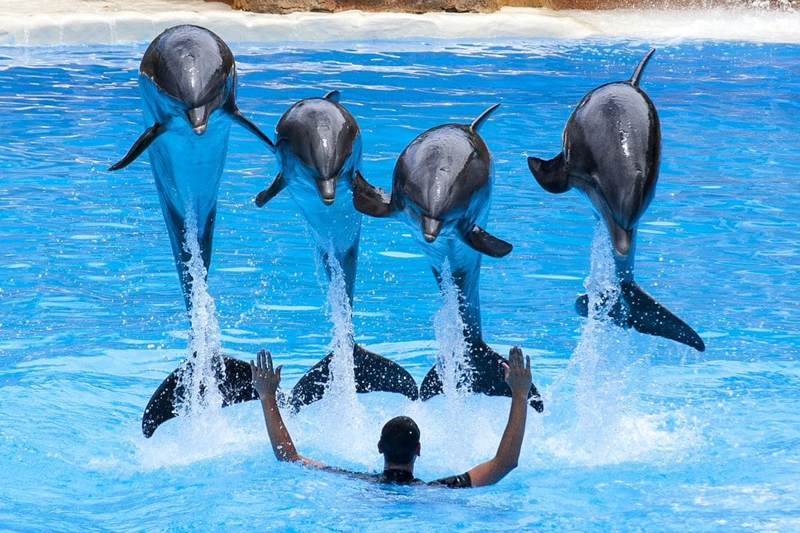 Tierpark - Loro Park